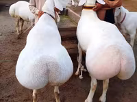 मेढ़ा, भेड़ — फ़ोटो 1