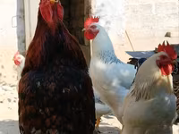 Chickens — الصورة 3