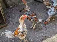Chickens — Foto 1