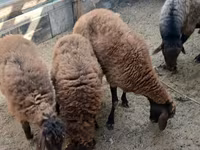 Sheep, Sheep — photo 7