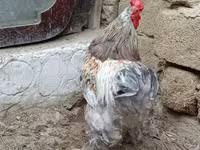 婆罗门鸡 — 照片 2
