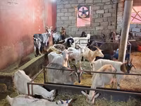Goats (batch, sex not specified), Goats — photo 3