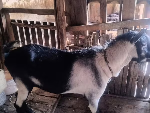 Kozel, Alpine goat