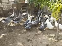 Ducks — zdjęcie 1