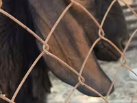 Keçi, Nubian Goat — foto 1