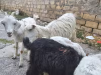 Goat, Goats — photo 7