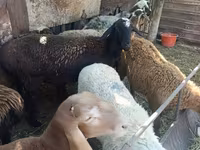 Ovce, Rhon sheep — foto 6