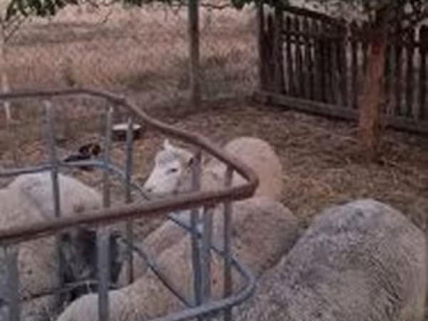 Baran, Cerry Hill sheep