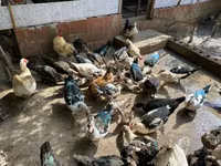 Ducks — Foto 2
