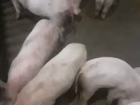 Säue, Ландрас — Foto 5