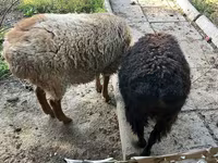 Widder, Hissar sheep — Foto 3