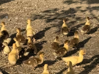 Ducks — फ़ोटो 1