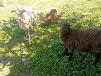 Widder, Schafe — Foto 1