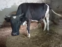 بقرة, Russian Black pied cattle — الصورة 4