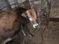 मवेशी (लॉट, लिंग निर्दिष्ट नहीं), मवेशी — फ़ोटो 4