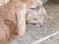 Qoç, Arashan sheep — foto 6