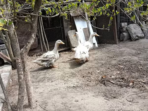 Domestic Muscovy — Azerbaijan