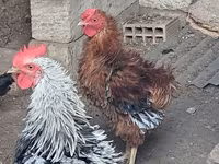 Chickens — photo 2