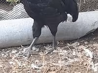 Australian Pit Game fowl — photo 6