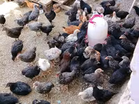 Chickens — Foto 2