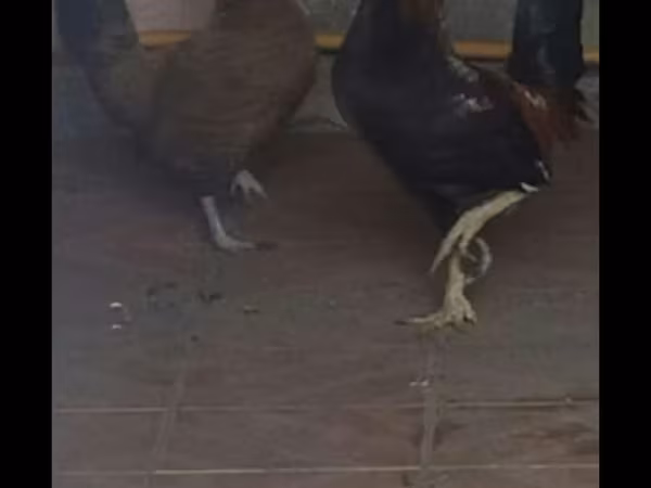 Japanisches Bantam — Aserbaidschan