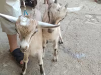 Cabras (lote, sexo no especificado), Alpine goat — foto 2