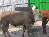 सांड, मवेशी — फ़ोटो 1