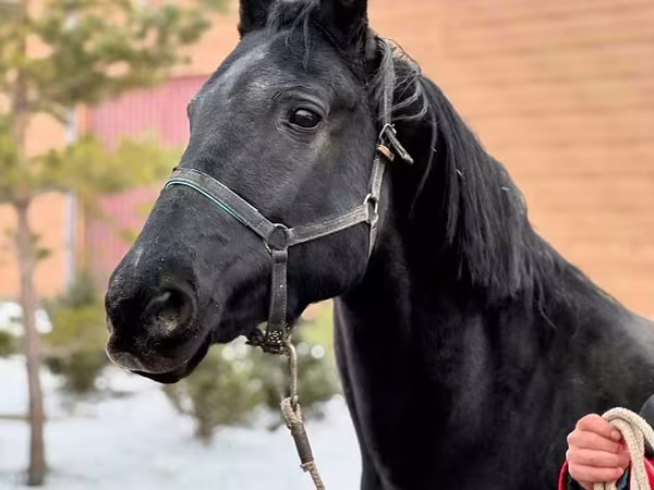 Toychoq, Akhal-Teke