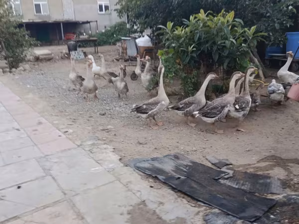 Geese — Azerbaijan