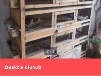 Taxta quş qəfəsi/kletkalar komplekti - Material: qalın taxta karkas — 照片 1
