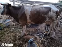 Уй эти (партия, жынысы көрсөтүлгөн эмес), Сиырлар — сүрөт 6