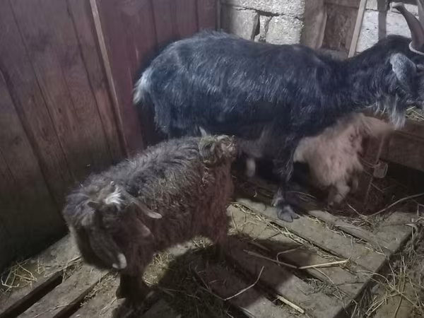Billy Goat, Goats