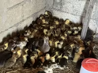 Domestic Muscovy — photo 1