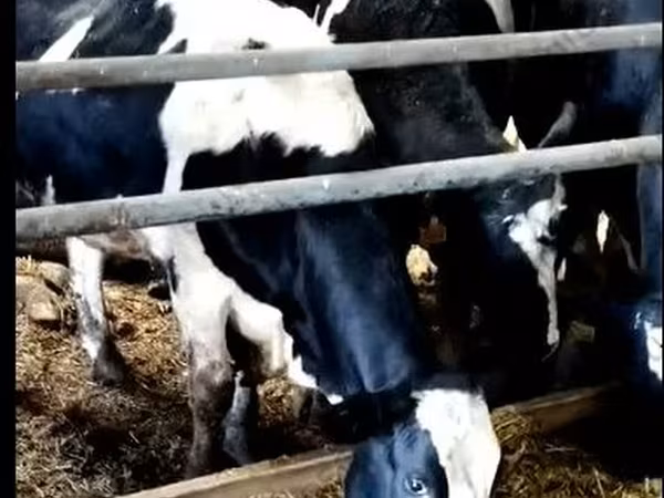 İnək, Yaroslavl cattle