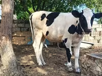 母牛, Simmental cattle — 照片 8