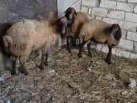 Qoç, Qoyunlar — foto 6