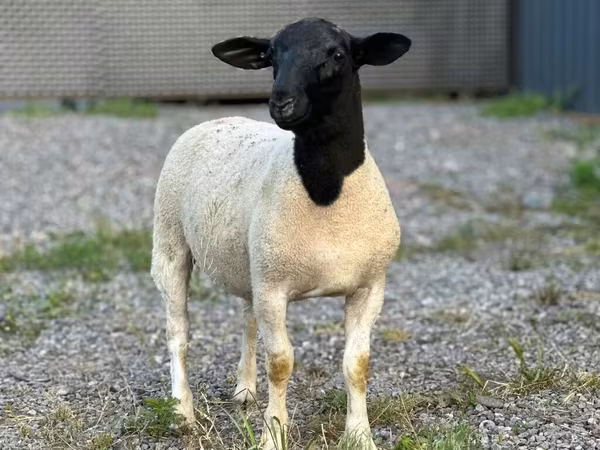 मेढ़ा, Hissar sheep