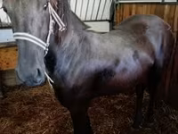 Yegua, Friesian — foto 1