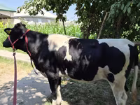 Cow, Russian Black pied cattle — photo 4