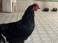 Avstraliya Pit Game quşu — foto 3
