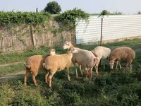 Qoç, Qoyunlar — foto 3