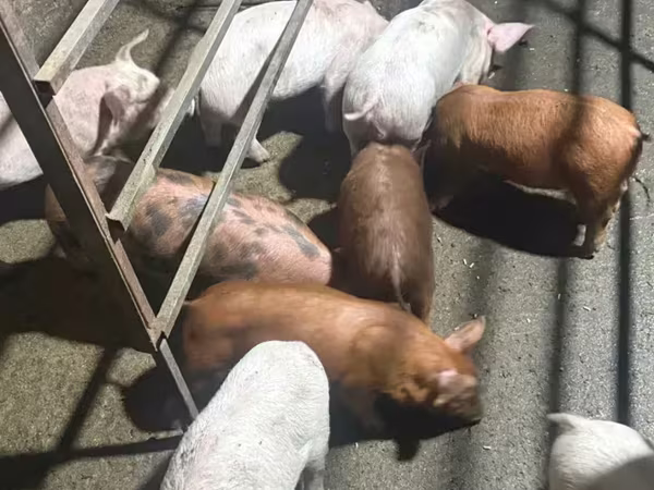 Säue, Schweine