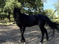 Caballos (lote, sexo no especificado), American shetland pony — foto 8