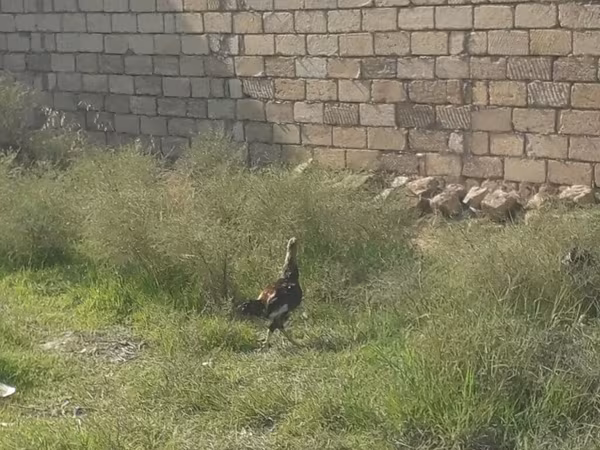 Chickens — Azerbaijan