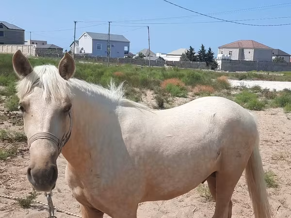 At, Azerbaijan horse — Azərbaycan
