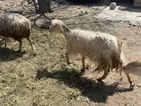 Sheep (batch, sex not specified), Sheep — photo 2