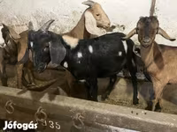 Cabro, Nubian Goat — foto 3