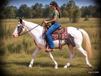 Horse (M), National Show Horse — photo 2