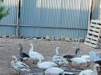 Geese — photo 3
