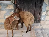 Qoç, Qoyunlar — foto 6